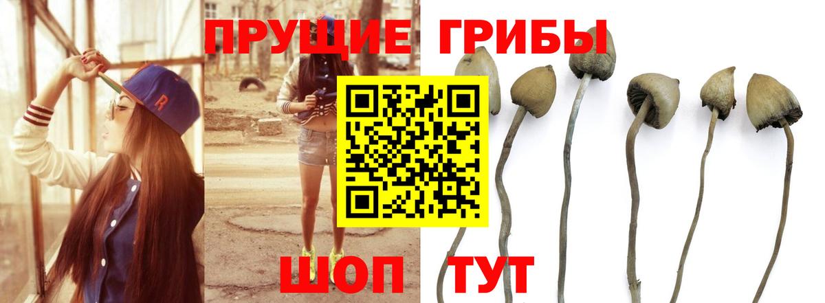 Галлюциногенные грибы GOLDEN TEACHER  Вход с VPN  Псилоцибиновые грибы прущие грибы  Качканар 